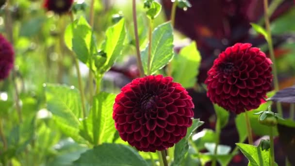 Близько Червоних Квітів Помпової Далії Цвітуть Осінньому Саду Амарантом Осінні — стокове відео