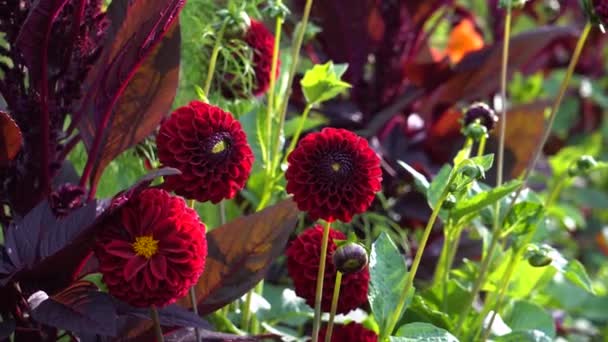 Zblízka Červené Bambuli Dahlia Květy Kvetoucí Podzimní Zahradě Amaranth Podzimní — Stock video
