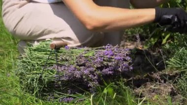 Bahçıvan lavanta çiçeklerini mezhepçilerle kesip sepete koyar. Yaz bahçesinde lavanta çiçeği toplayan işçiler.