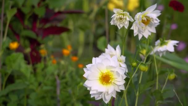 Detailní Záběr Bílých Květů Dahlia Kvetoucích Podzimní Zahradě Amaranth Podzimní — Stock video