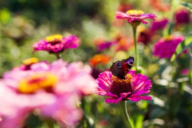 Tavuskuşu kelebeği yaz bahçesindeki çinya çiçeklerinden gün batımında nektar topluyor. Aglais io böceğinin yakınında, pembe çiçekte oturuyor..