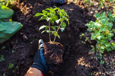 Bahçıvan, gün batımında paniklemiş ortanca köklerini toprağa ekiyor. Sonbahar mevsimlik işleri. Açık hava hobisi. Sağlıklı bitkileri deliğe sokuyorum. Kökleri kapat