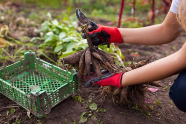 Bahçıvan budayıcı kullanarak yıldız çiçeği bitkisini kesti. Kışın depolamak için kutuları sandıkta hazırlıyorum. Sonbahar bahçıvanlık işleri. Yıldız çiçeği yumrusunu sandıkta kışı geçirmek. Kapat.