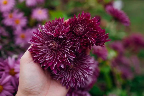 Burgundy purple chrysanthemums bloom in October garden. Fall flowers in blossom. Gardener holds flowerhead. Close up