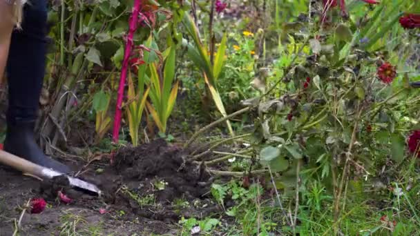 Bahçıvan Kadın Sonbahar Bahçesinde Kürek Kullanarak Yıldız Çiçekleri Çıkarıyor Kışın — Stok video