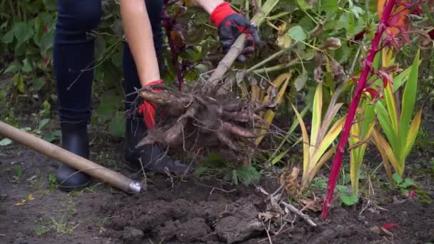 Κηπουρός Ξέθαψε Τους Κονδύλους Dahlia Αφαιρώντας Χώμα Από Τις Ρίζες — Αρχείο Βίντεο