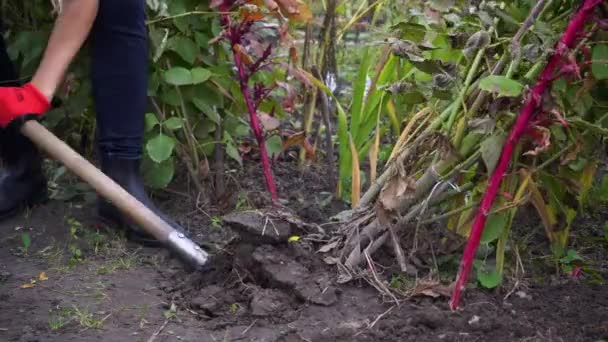 Sonbahar Bahçesinde Kürek Kullanarak Yıldız Çiçeği Yumrusu Çıkarmak Şçi Çiçek — Stok video