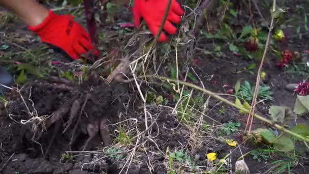 Sonbahar Bahçesinde Kürek Kullanarak Yıldız Çiçeği Yumrusu Çıkarmak Bahçıvan Kış — Stok video