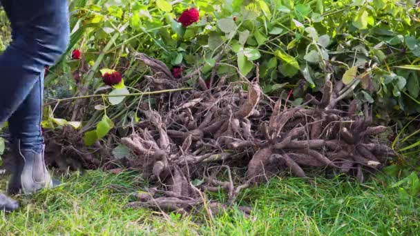 Bahçıvan Yıldız Çiçeği Bitkilerini Hurdaya Çıkardı Kışın Depolamak Için Yumru — Stok video