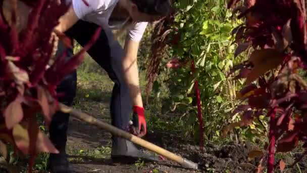 Young Woman Gardener Digging Out Dahlia Tubers Autumn Garden Using — Stock Video