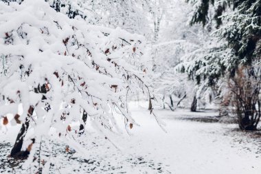 Karlı ormanın kış manzarası. Taze karla kaplı fidan ağacı. Sihirli mevsimsel hava. Doğal görünüm