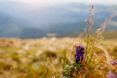 Karpatlar 'da zehirli mor bir Aconite ile yaz dağlarının manzarası, otların içinde açan keşişler. Doğal çayır arka planı. Kapat.
