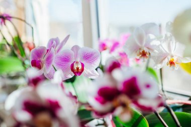 Çiçek açan falaenopsis orkideleri. Beyaz, mor, pembe, kırmızı çiçekler pencere pervazında çiçek açıyor. Ev bitkileri evde yetişir.