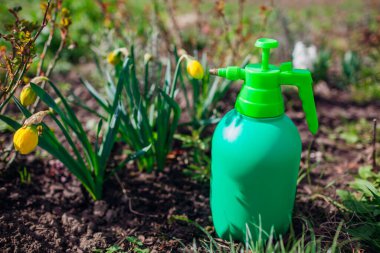 Atomizeri, budayıcıyı ve el çatalını kapatın. Bahar bahçesinde güllere mantar ilacı sıkmak. Bitkilerle ilgilenmek için dışarıda çalışmak.