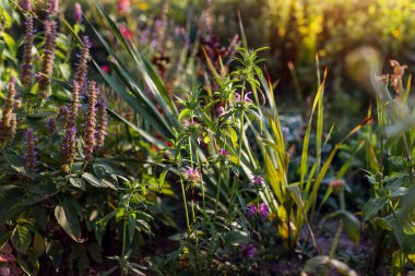 Agastache ve arı merhemi yaz bahçesinde gün batımında çiçek açarlar. Kokulu otlar çiçek tarhında yetişir. Monarda, süs otları, zinya...