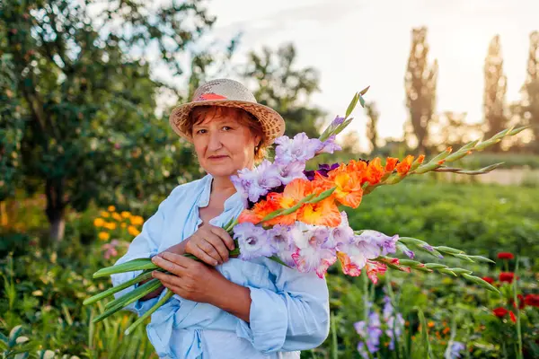 Portrait of happy gardener holding fresh gladiolus flowers harvested in summer garden. Senior woman picked blooms grown organically