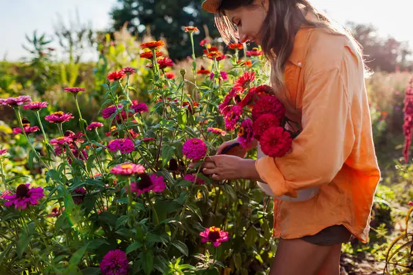 Žena Zahradník Sbírá Kytici Zinnií Letní Zahradě Pomocí Střihače Při Stock Obrázky