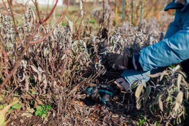 Bahar bahçesinde budama makinesi kullanarak adaçayı kesmek. Bahçıvan salvia çalısı buduyor. Bahar zamanı çiçek tarhı temizliği. Otlarla ilgilenir.