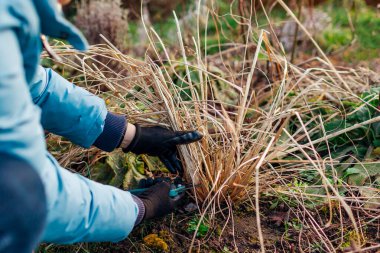 Bahar bahçesindeki süs çimlerini kesiyorum. Bahçıvan pennisetum buduyor. Çimlerle ilgileniyorum. Bahar Temizliği