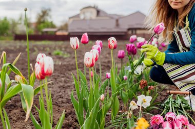 Bahçıvan bahar bahçesinde çiçek açan laleleri topluyor. Kadın budama sepetine koyarak gövdesini kesiyor. Çiçek çiftliğinde kesilmiş çiçekleri topluyorum.
