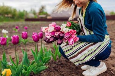 Bahar bahçesinden toplanan renkli laleler. Bahçıvan kadın elinde çiçek tarhında önlük takan bir demet çiçek tutuyor. Çiçek çiftliği