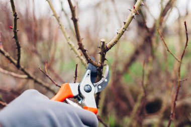 Gardener pruning rose bush in spring garden with secateur. Taking care of shrub. Outdoor chores. Healthy plants