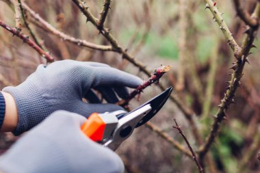 Bahçıvan, bahar bahçesinde tarikat üyeleriyle gül buduyor. Çalılara bakıyorum. Açık hava işleri. Sağlıklı bitkiler