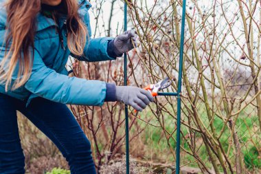 Bahçıvanın budama gülü bahar bahçesinde mezhepçiyle birlikte büyüyor. Çalılarla ilgilenen bir kadın. Açık havada mevsimlik iş. Bitki saplarını kesmek için araçlar