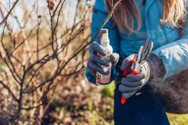 Bahçıvan bahar bahçesinde budanmadan önce budama budama makinesini dezenfekte eder. Mezhepçiye alkol sıkmak. Hastalıkların yayılmasını önlemek için dezenfekte aracı hazırlanıyor