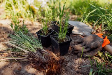 Planting bare rooted, potted ornamental grasses in spring garden using shovel, gloves. Deschampsia ceptitosa, molinia, sporobolus airoides into soil clipart