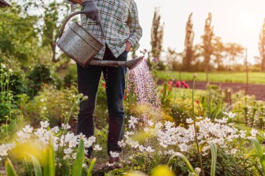 Bahar bahçesinde şakayıkları sulayan bir kadın. Bahçıvan gün batımında çiçeklerle ilgileniyor. Hobi