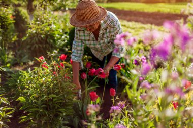 Bahçıvan bahar bahçesinde lale topluyor. Kıdemli kadın gün batımında budama makinesiyle gövdeyi kesti. Bahçıvanlık