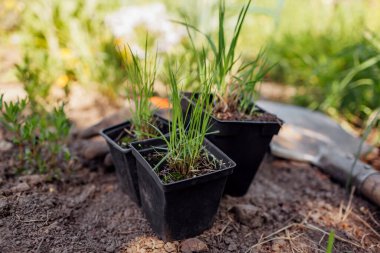 Planting potted ornamental grasses in spring garden using shovel, gloves. Molinia moor grass, sporobolus airoides into soil clipart