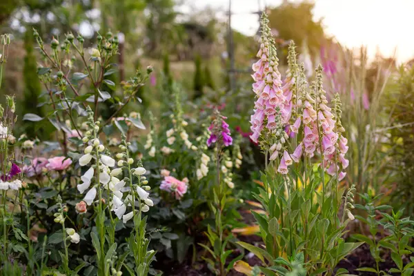 stock image English cottage garden. Close up of pink white foxglove flowers blooming in summer garden by ornamental grasses, roses and other perennials. Digitalis in blossom.