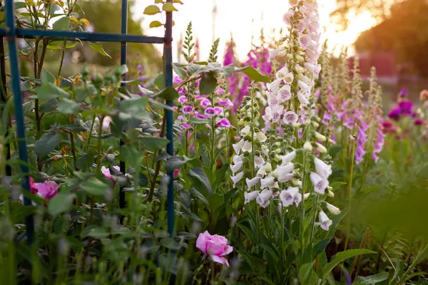 stock image Cottage garden. Close up of pink purple white foxglove flowers blooming in summer garden by English roses. Digitalis in blossom.