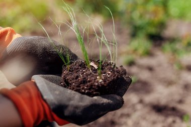 Tohumdan yetişen at kuyruğu otları. Bahar bahçesindeki toprakta Nassella tenüsünü naklediyorum. Eldiven takan bir bahçıvan.
