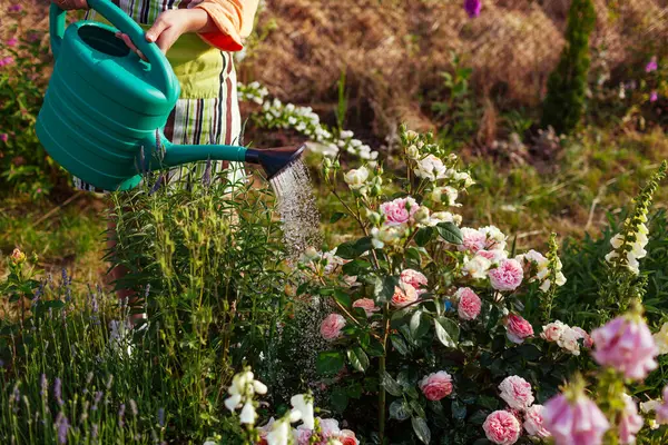 stock image Woman watering Chippendale rose in bloom with watering can in summer garden. Gardener taking care of flowers. Close up of shrub by lavender