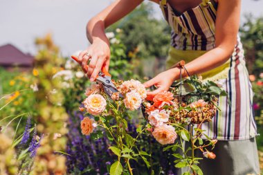 Bahçıvan, yaz bahçesinde bitkisel hayata girdi. Kadın solmuş çiçekleri budama makinesiyle kesip metal sepete koyuyor..
