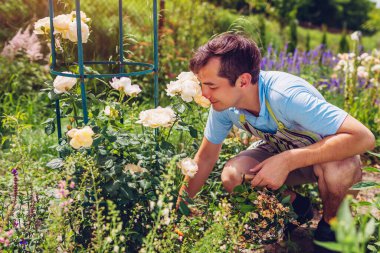 Yaz bahçesinde gül kokusu alan genç bir adamın portresi. Bahçıvan işten sonra dikilitaşta çiçek kokusunun tadını çıkarıyor. Yaşam biçimi