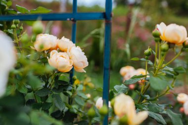 İngiliz Wollerton Eski Salon Gülü yaz bahçesinde çiçek açıyor. Dağcıların kremalı çiçekleri dikilitaşta yetişir. Austin seçimi