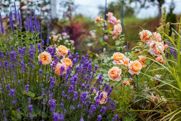 stock image Elizabeth Stuart rose blooming in summer garden by lavender and ornamental grass. Orange multi-petal flowers grow on shrub. Massad selection