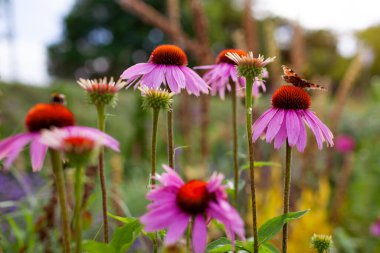 Yaz bahçesinde açan pembe coneflower echinacea purpurea 'yı kapatın. Kokulu bitki kelebekleri ve arıları cezbeder.