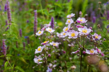 Japon deniz şakayığı çiçekleri yaz bahçesinde. Mor agastache çiçekli yatakta açan pembe anemone japonica.