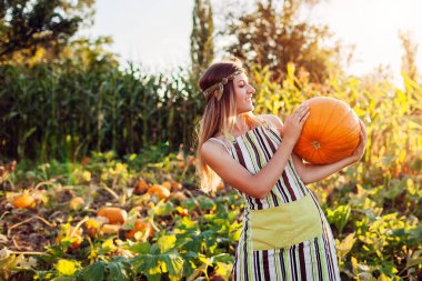 Sonbahar balkabağı hasadı. Genç çiftçi kadın çiftlikte sonbahar sebze hasadı topluyor. İşçi gün batımında tarlada büyük turuncu balkabağı tutuyor.
