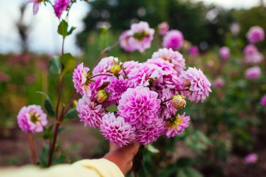 Farmer harvested bouquet of pink dahlia blooms. Gardener picked fresh flowers in summer field. Cut flower business. Close up clipart