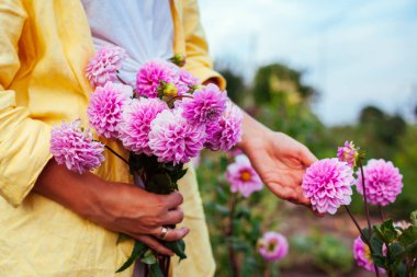 Gardener woman holding bouquet of pink dahlia blooms. Farmer picked fresh flowers in summer garden on flower bed enjoying blossom. Close up clipart