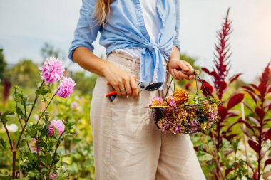 Woman deadheading dahlias between rows of plants. Gardener holding pruner and basket full of spent dry blooms. Taking care of wilted blossom clipart