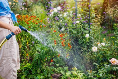 Bahçıvan çiçek tarlasında bahçe hortumuyla bitkileri suluyor. Çiçek açan bitkilerle ilgilenen kadın. Bahçe malzemeleri.