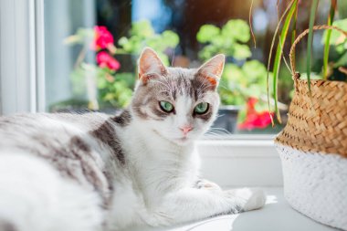Beyaz ve gri kedi güneşli bir sabahta pencere pervazında yatıyor. Evcil hayvan güneşten zevk alıyor. Uykulu kedi yavrusu rahat ve rahat hissediyor. Kapat.