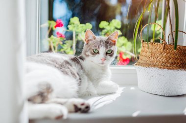 Beyaz ve gri kedi güneşli bir sabahta pencere pervazında yatıyor. Evcil hayvan ev bitkilerinin tadını çıkarıyor. Uykulu kedi yavrusu rahat ve rahat hissediyor.